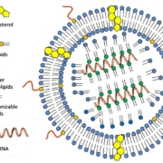 LNP0 https://link.springer.com/article/10.1007/s40290-021-00417-5