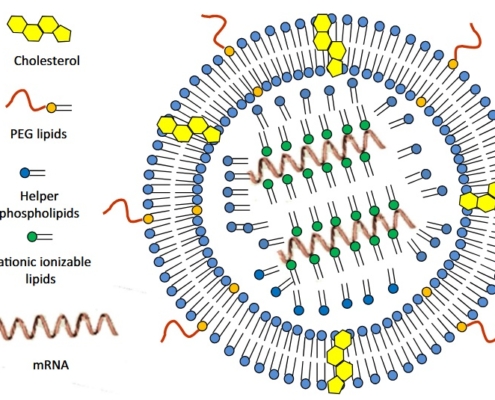 https://link.springer.com/article/10.1007/s40290-021-00417-5